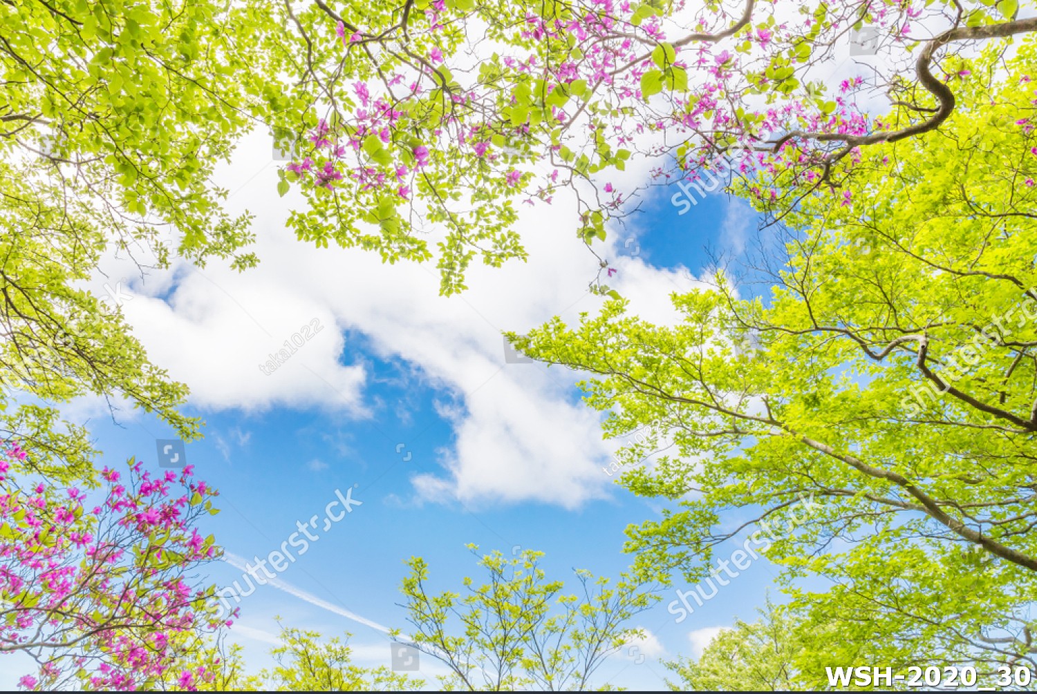 Dán trần trời xanh và hoa WSH-2020_30